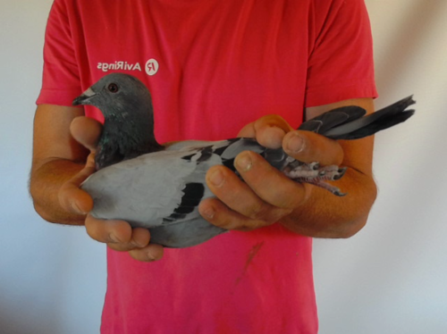 Pigeon image