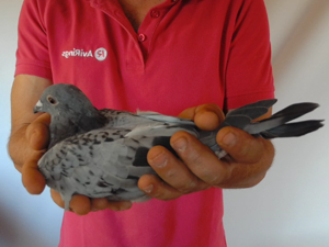 Pigeon image