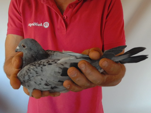 Pigeon image