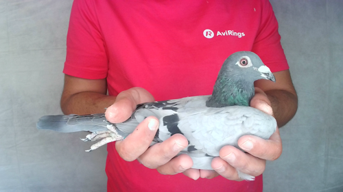 Pigeon image
