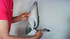 Pigeon image