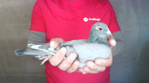 Pigeon image