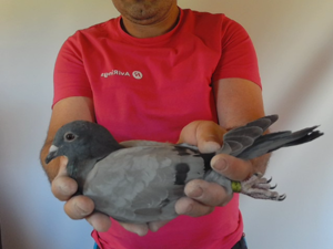Pigeon image