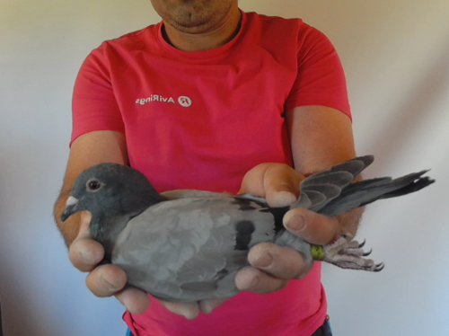 Pigeon image