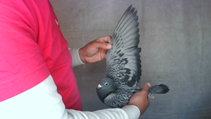 Pigeon image