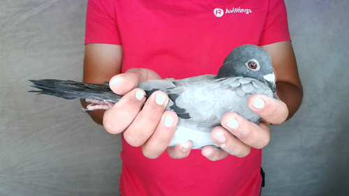 Pigeon image