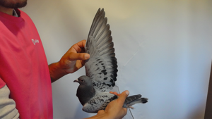 Pigeon image