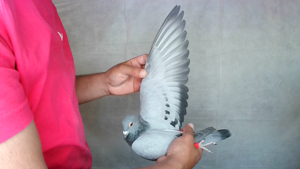 Pigeon image