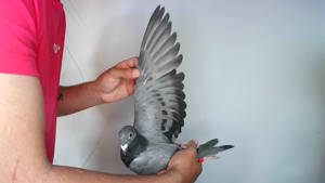 Pigeon image