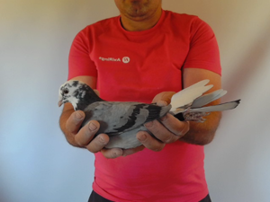 Pigeon image