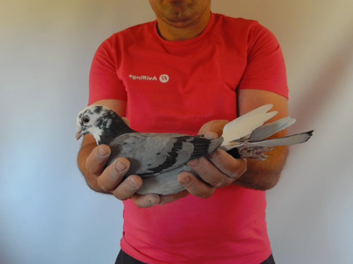 Pigeon image