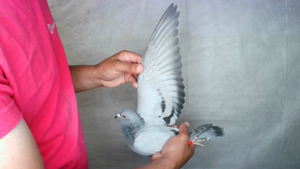 Pigeon image