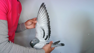 Pigeon image