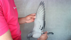 Pigeon image