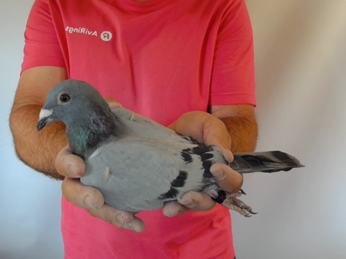 Pigeon image