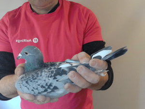 Pigeon image