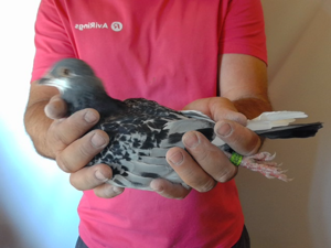 Pigeon image