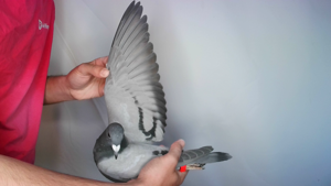 Pigeon image