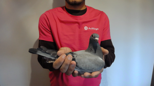 Pigeon image