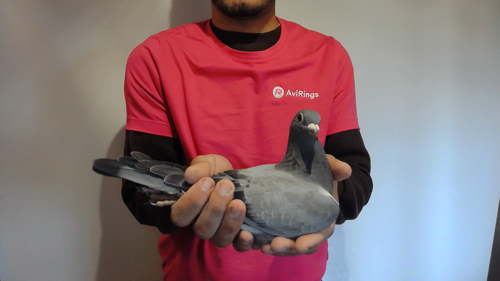 Pigeon image