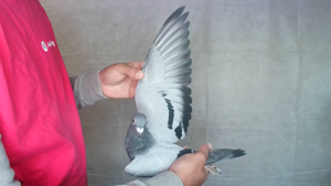 Pigeon image