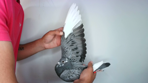 Pigeon image
