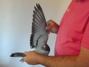 Pigeon image