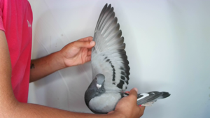 Pigeon image