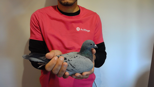 Pigeon image