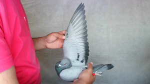 Pigeon image
