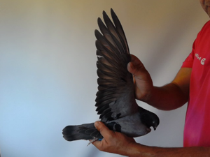 Pigeon image