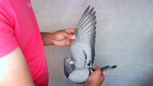Pigeon image