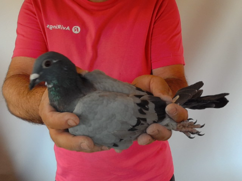 Pigeon image