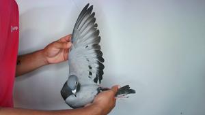 Pigeon image