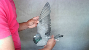 Pigeon image