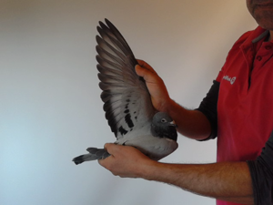 Pigeon image