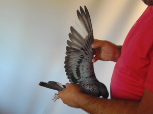 Pigeon image