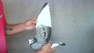 Pigeon image