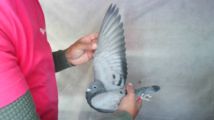 Pigeon image