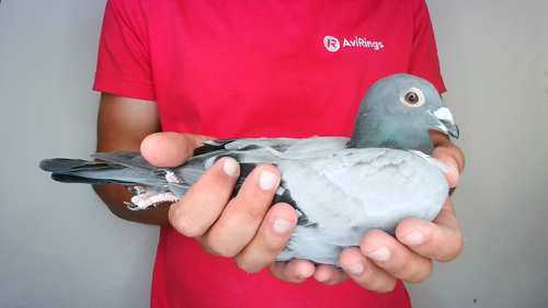 Pigeon image