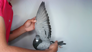 Pigeon image