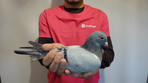 Pigeon image