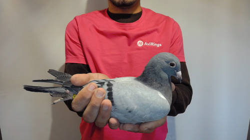 Pigeon image