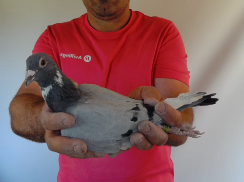 Pigeon image