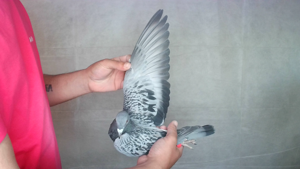 Pigeon image