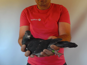 Pigeon image