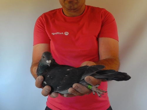 Pigeon image