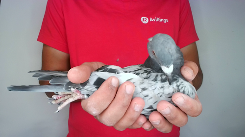 Pigeon image