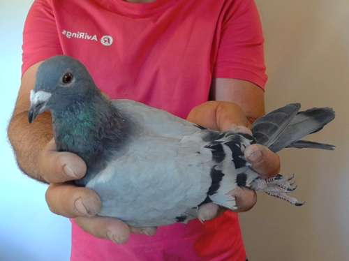 Pigeon image
