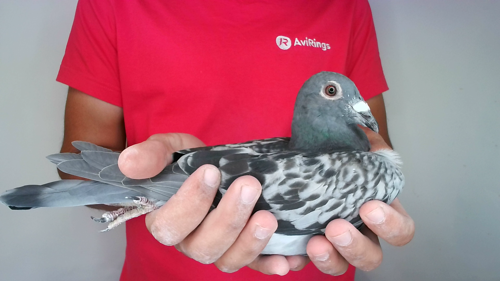 Pigeon image